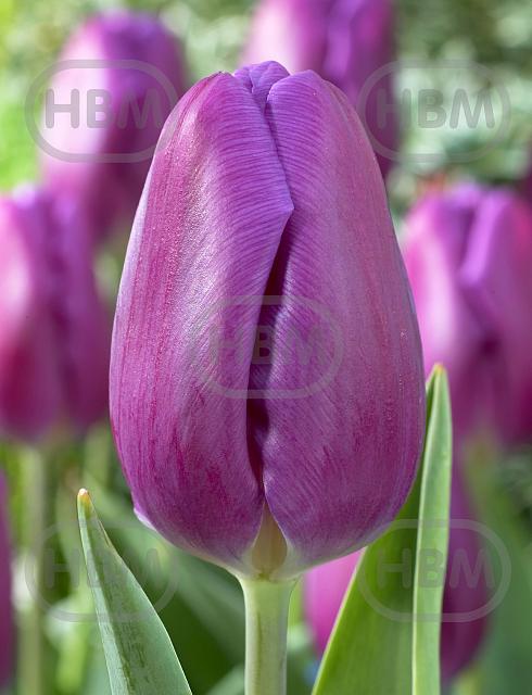 Triumph Purple Flag