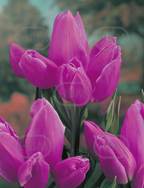 Triumph Purple Bouquet