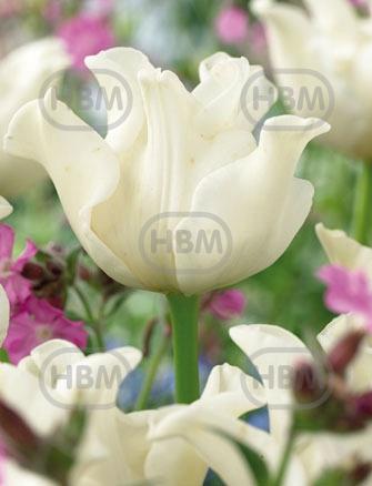 Triumph White Liberstar®