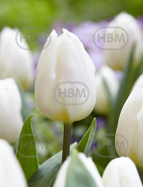 Triumph White Flag