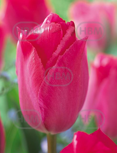 Darwin-Hybrid Lady Van Eijk