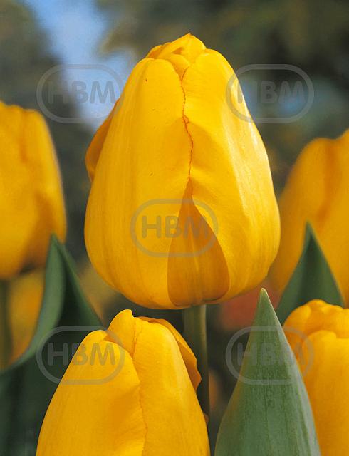 Darwin-Hybrid Golden Apeldoorn