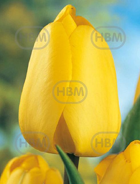 Darwin-Hybrid Golden Parade