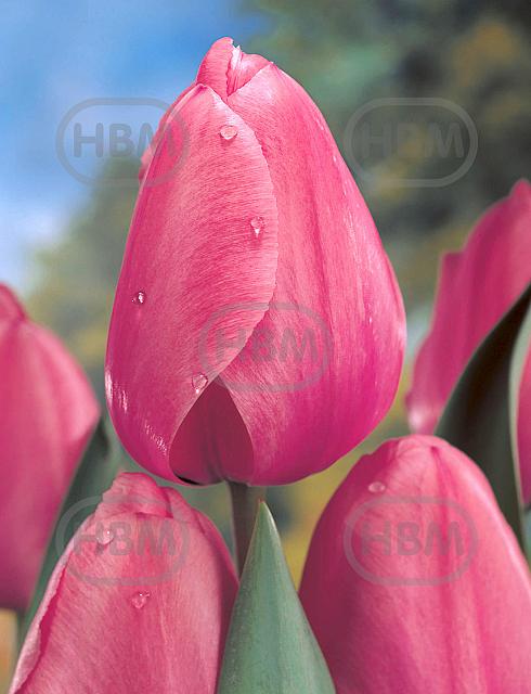 Darwin-Hybrid Pink Impression