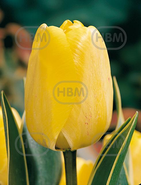 Darwin-Hybrid Happy Design