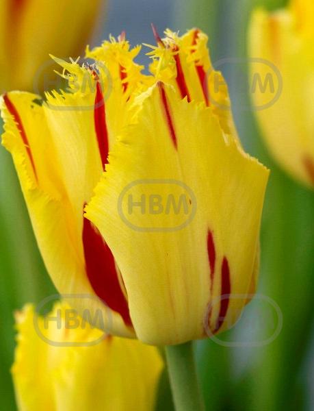 Fringed Party Clown