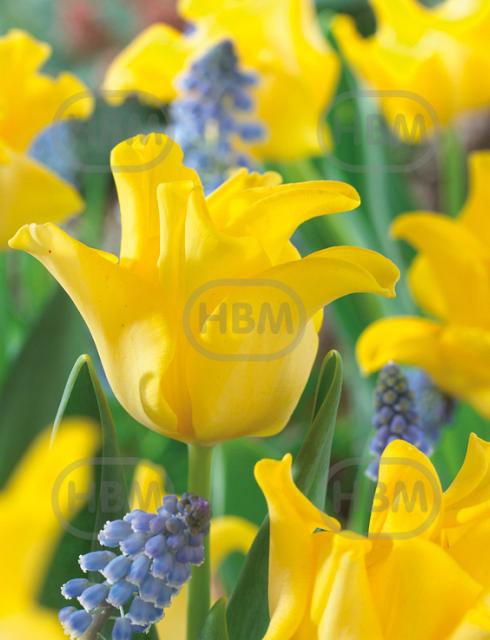 Single Late Yellow Crown