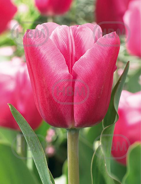 Triumph Jumbo Pink