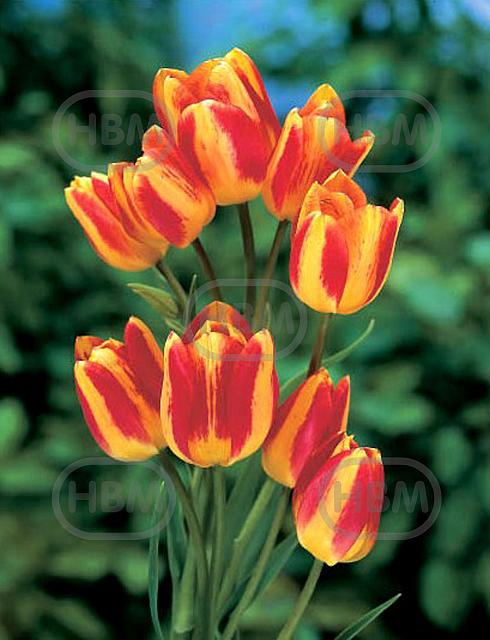 Single Late Florette