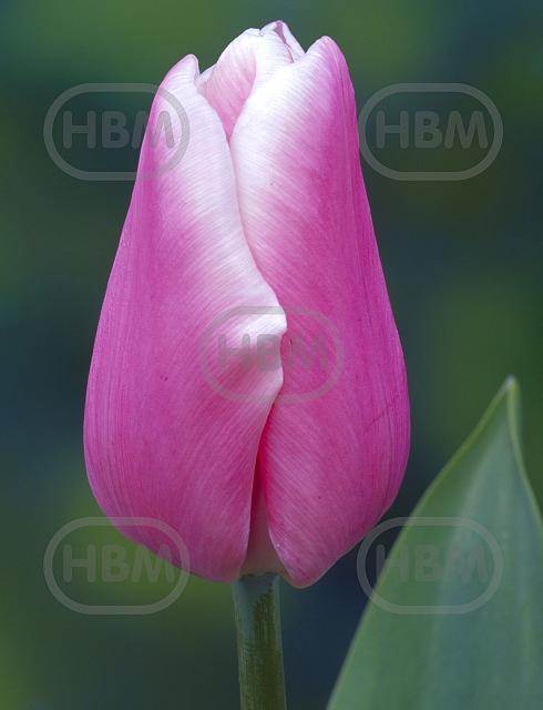 Single Late Jumbo Beauty