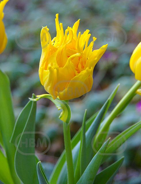 Lily Flowering Monte Spider