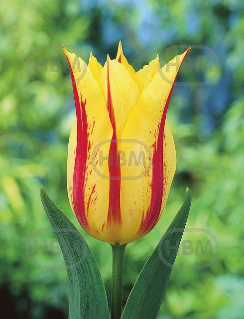 Lily Flowering Flaming Bayside