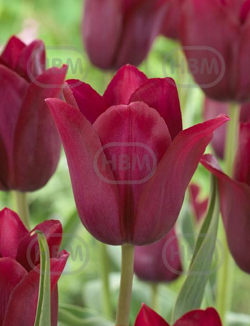 Lily Flowering Merlot