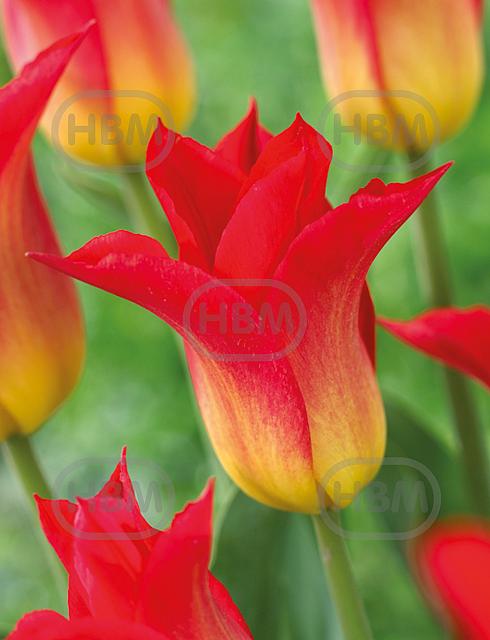 Lily Flowering Royal Gift