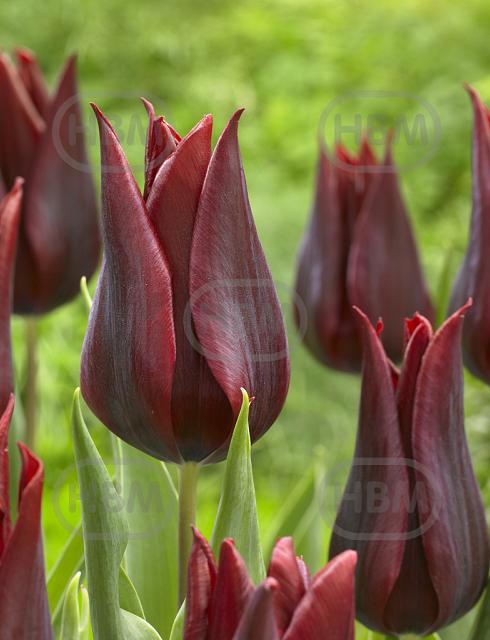 Lily Flowering Lasting Love