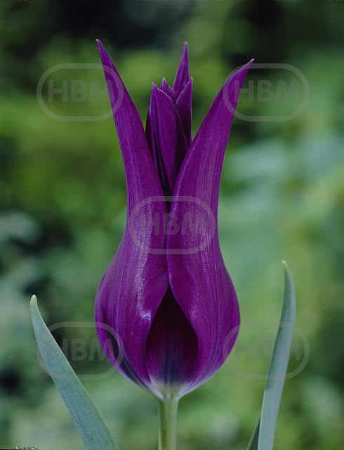 Lily Flowering Purple Dream