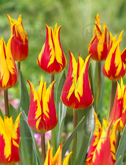 Lily Flowering Fire Wings