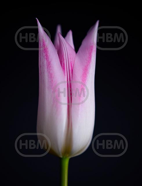 Lily Flowering Lilypure®