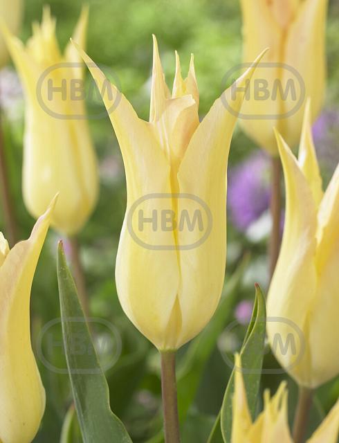 Lily Flowering Johan Cruijff