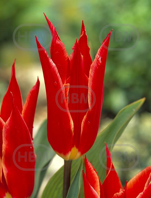 Lily Flowering Aladdin