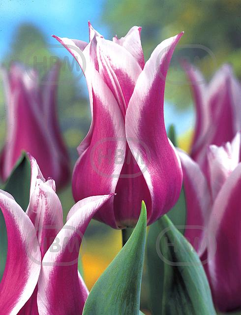 Lily Flowering Ballade
