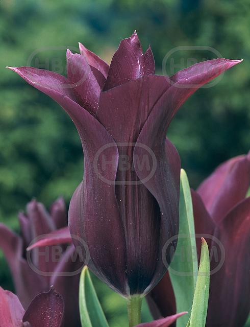 Lily Flowering Burgundy
