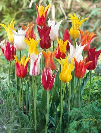 Lily Flowering Mixed