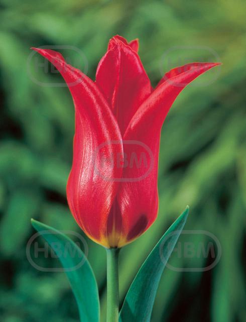 Lily Flowering Red Shine