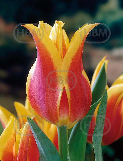 Lily Flowering Ballade Dream®