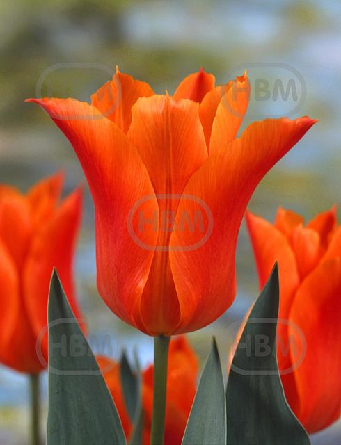 Lily Flowering Ballade Orange®