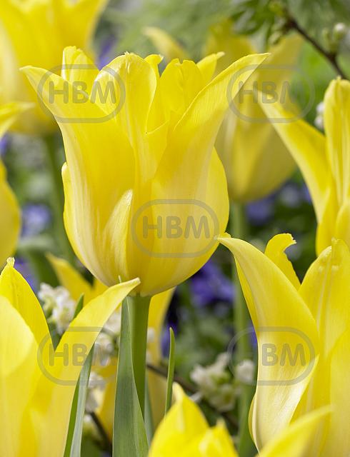 Lily Flowering Ballade Gold®