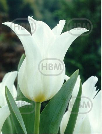 Lily Flowering Ballade White®