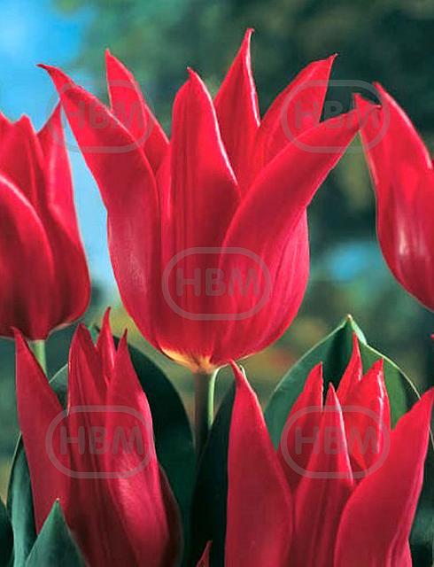 Lily Flowering Pieter De Leur