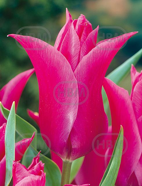 Lily Flowering Lilyrosa