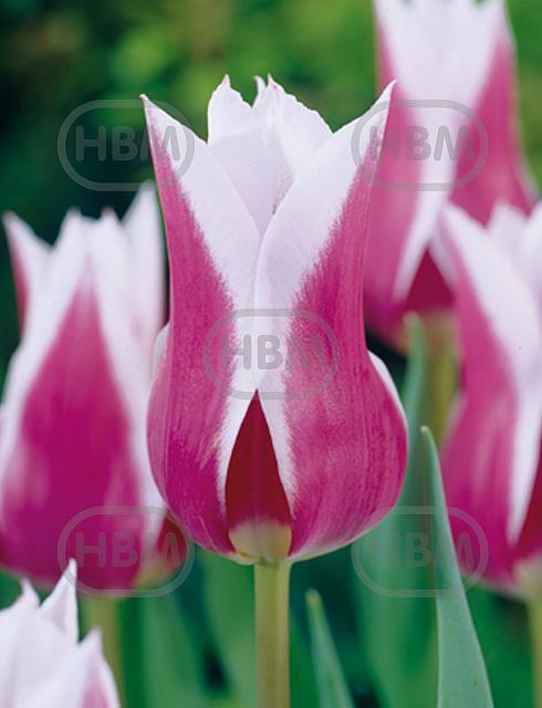 Lily Flowering Claudia