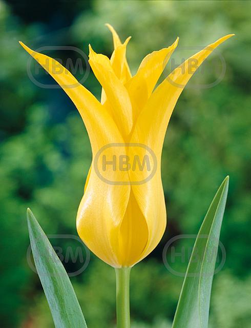 Lily Flowering Flashback