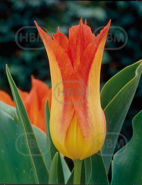 Lily Flowering Lilyfire