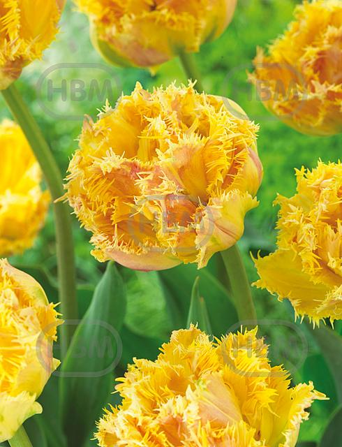 Fringed Esprit