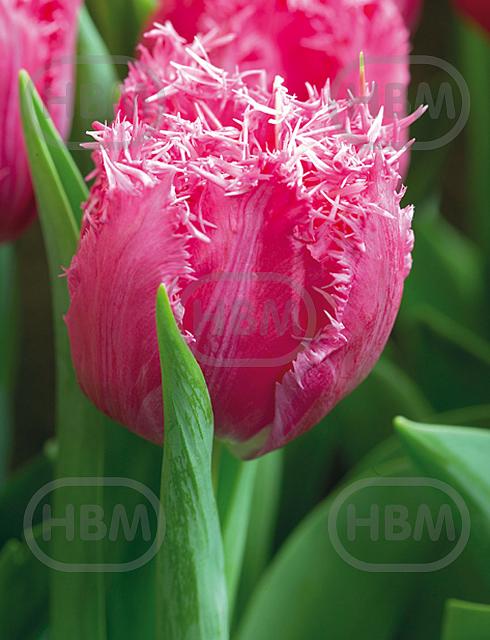 Fringed Santander