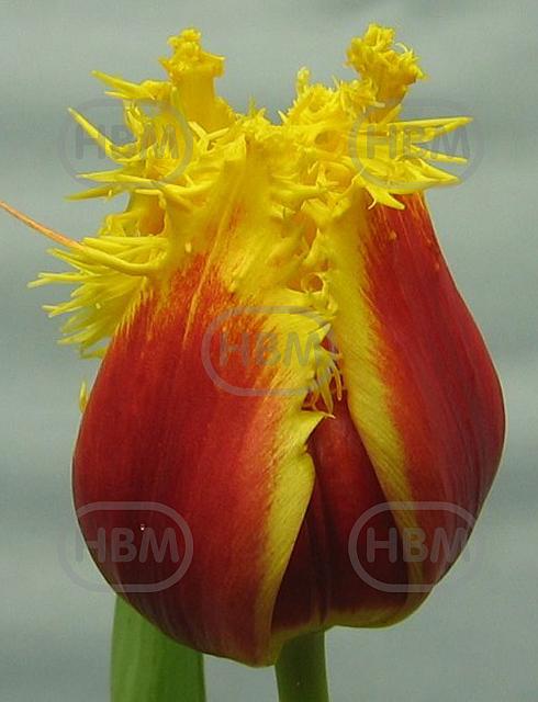 Fringed Crispy Artair
