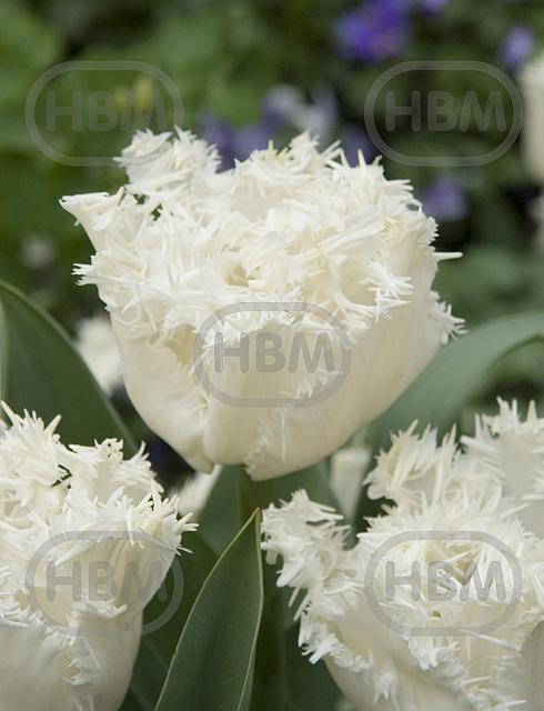 Fringed Snow Crystal