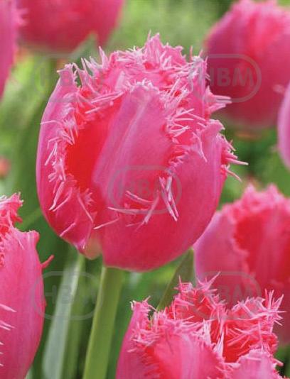 Fringed Cacharel
