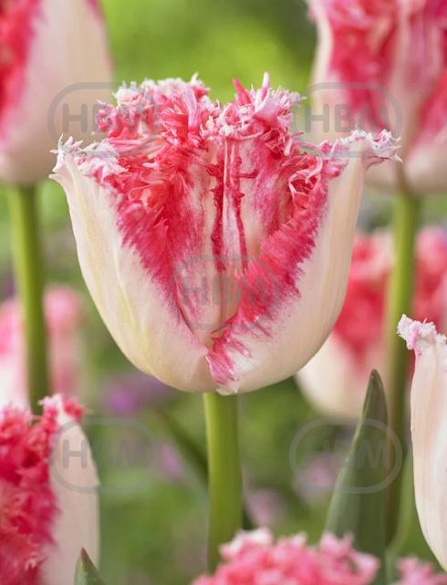 Fringed Neglige®