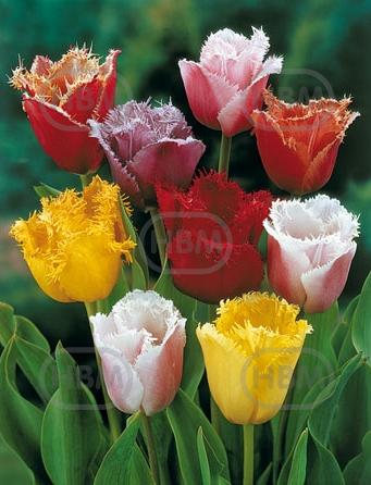 Fringed Fringed Mixed