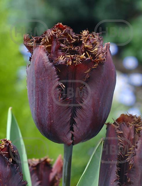 Fringed Black Jewel®