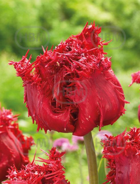 Fringed Barbados
