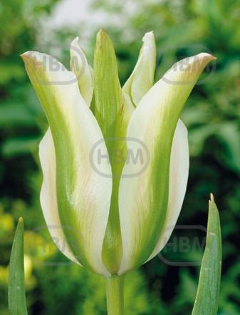 Viridiflora White Spring Green