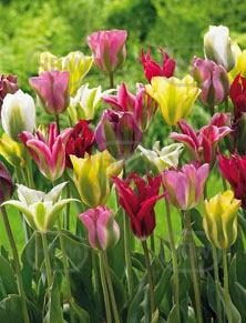 Viridiflora Mix