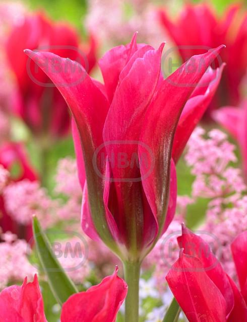 Viridiflora Doll's Minuet
