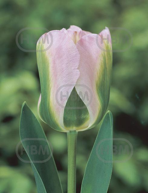 Viridiflora Greenland